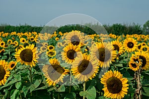 yellow clouse up sunflowers on  sunflower field-UK
