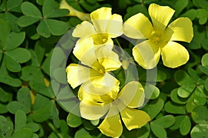 Yellow clover flowers