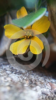 Yellow clover flowers