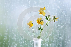 Yellow clover in a vase in front of a window with raindrops