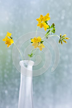 Yellow clover in a vase in front of a window with raindrops, a european wildflower