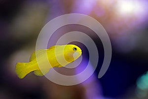 Yellow Clown Goby - Gobiodon okinawae photo