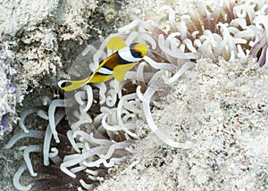 Yellow Clownfish over grey tentacles