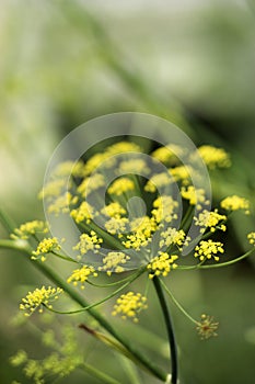 Yellow cluster bloom.