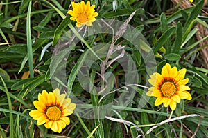 Yellow Coastal Gazania rigens (also called treasure flower) grow