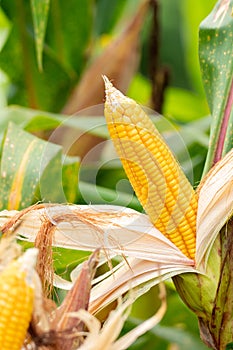 yellow cob of sweet corn on the field. Collect corn crop photo