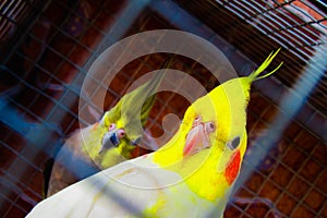 Yellow cockateil bird inside cage