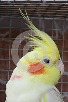 Yellow cockatiel bird inside cage