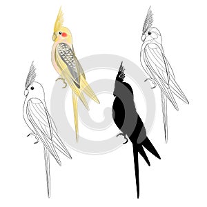 Yellow cockatiel cute tropical bird funny parrot watercolor style silhouette of the outline on a white background vintage vector