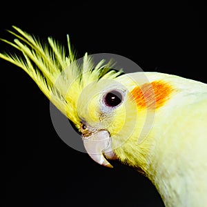 Yellow cockatiel head across