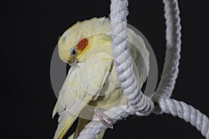 Yellow cockatiel with orange cheeks cleans feathers on a white ring, on a black background