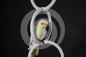 Yellow cockatiel with orange cheeks sits on a white ring, on a black background