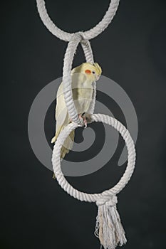 Yellow cockatiel with orange cheeks sits on a white ring, on a black background