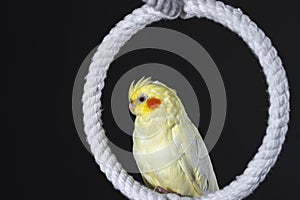 Yellow cockatiel with orange cheeks sits on a white ring, on a black background