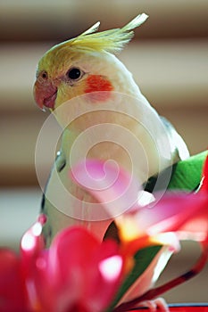 Korely papoušek 