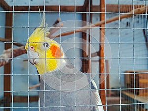 yellow cockatiels parrots (Nymphicus hollandicus)