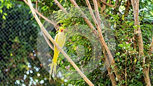 Yellow cockatiels parrots Nymphicus hollandicus sitting on a branch in the garden