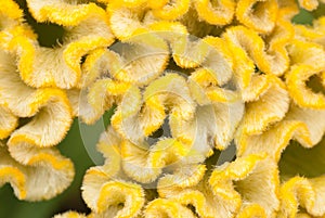 Yellow cockscomb photo