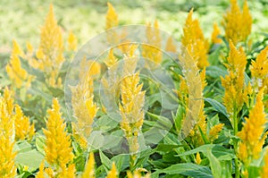 Yellow cockscomb in flower garden