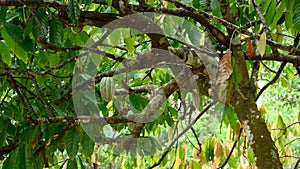 yellow cocoa fruits in wild green nature