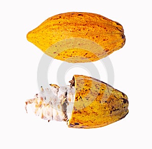 Yellow Cocoa pods old cut and whole in half with seeds isolated on white background.