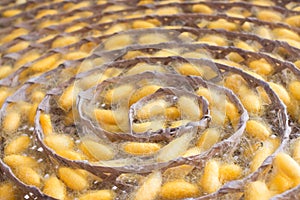 Yellow cocon of silkworm hang on rolling round in the silkworm tray. photo