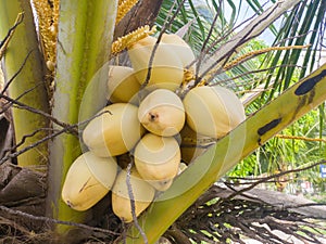 yellow coconut fruit is one type of coconut fruit, usually the fruit is small and the tree is not tall, has many health benefits