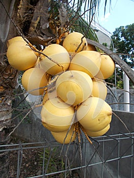 Yellow coconut king