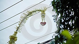 yellow coconut leaves with a sky background.