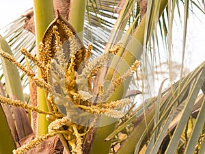 Yellow coconut pollen close up, Blossom or spadix of the coconut or betel palm