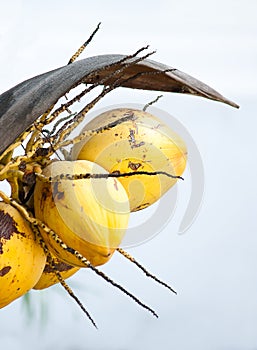 Yellow coconut still hanging from the tree