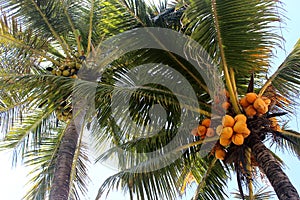 Yellow Coconut Tree photo