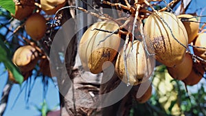 Yellow coconuts growing on a palm tree