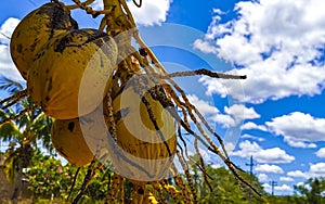 Yellow coconuts hanging on the stall in tropical nature Mexico photo