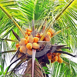 yellow coconuts