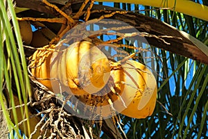 Yellow coconuts on palm