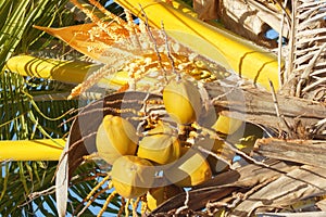 Yellow Coconuts on Palm Tree