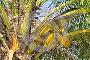 Yellow coconuts on a palm tree Maldives