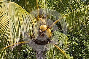 Yellow coconuts on a tree