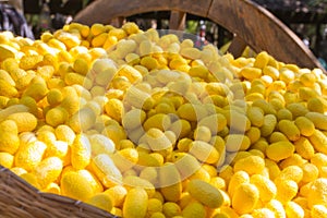 Yellow cocoon is raw material of sericulture for Thai silk