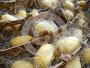 Yellow cocoon silkworm