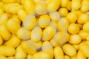 Yellow cocoons of the silkworm