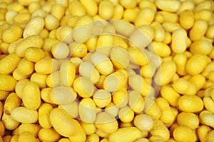Yellow cocoons of silkworm for making silk