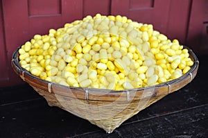 Yellow cocoons of silkworm for making silk