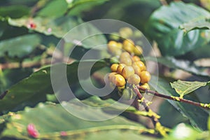 Yellow coffee bean berry plant fresh seed coffee tree growth in Yellow Bourbon eco organic farm. Close up yellow ripe seed berries