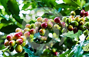 Yellow coffee bean on coffee tree