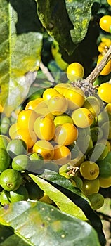 Yellow coffee beans growing on the hill of the Vulcan Bura. Boquete, Panama