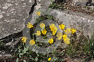 Yellow Colchicum autumnale flowers
