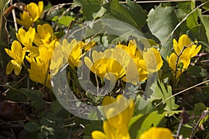 Yellow Colchicum autumnale flowers