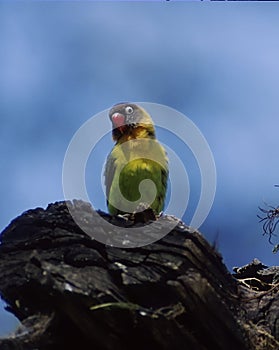 Yellow-collared lovebird photo